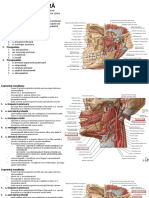 LP09-Arterele-si-venele-capului