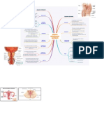 Aparato Reproductor masculino