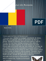 Fluturi din Romania