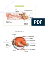 Estructura Detallada Del Oido y El Ojo