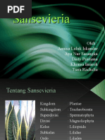 Download Sansevieria by ayuren SN43956589 doc pdf