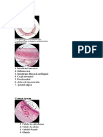 Histologie 