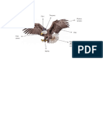 aguila 1.docx