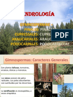 11. GIMNOSPERMAS -.pdf