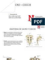 Anatomía del sacro y cóccix en