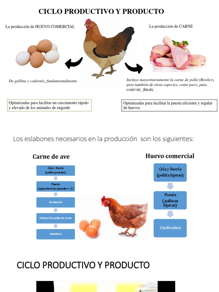 Parte 3 | PDF | Caldera | Pollo