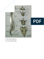 Anatomi PDF