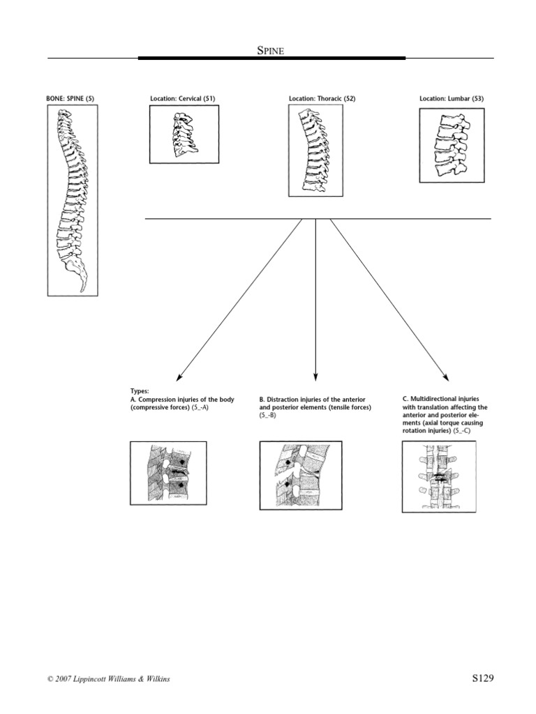 AO Spine PDF | PDF | Vertebral Column | Vertebra
