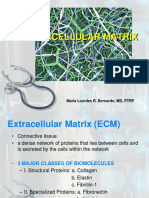 Extracellular-Matrix-4