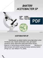 Acetobacter SP