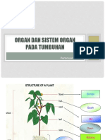 2.b Organ-Dan-Sistem-Organ-Pada-Tumbuhan-Part-5