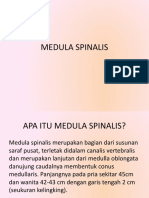 Medula Spinalis