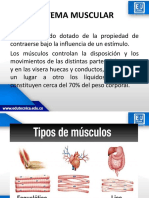 Sistema Muscular