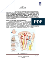 Guía Fisiología Renal Enfermería 2019