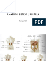 ANATOMI SISTEM URINARIA