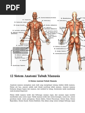 12 Sistem Anatomi Tubuh Manusia Pdf