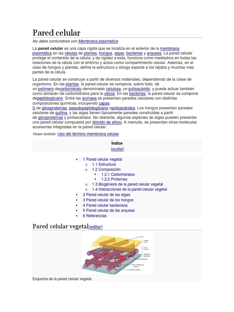 Estructura y función de la pared celular | PDF | Pared celular ...