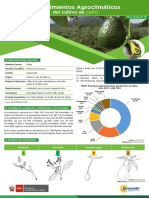 Ficha Tecnica12 Cultivo Palto PDF