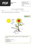 GUIA FOTOSINTESIS de Naturaleza 6 Basico