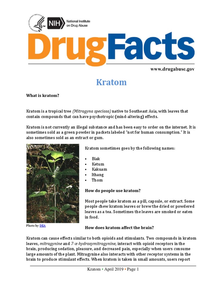 Drug Fact Sheet: Khat _ Drug Fact Sheets – LRMVQ