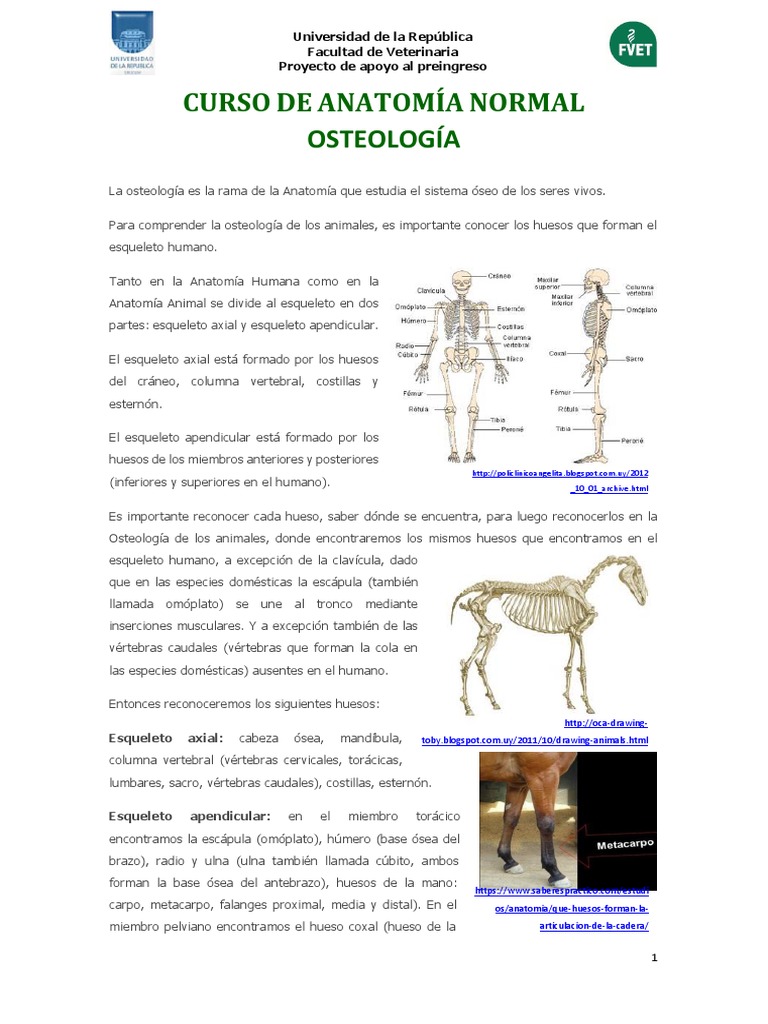 Osteología | PDF | Mano | Hueso