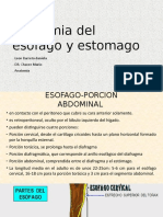 Anatomia Del Esofago y Estomago