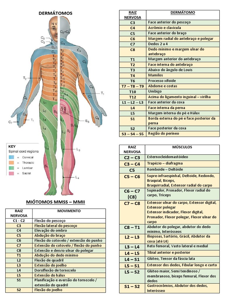 Resumo Nervos Espinhais - Pares Cranianos - Artérias - Veias ...