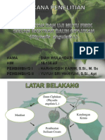 Daun Ciplukan