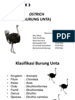 BURUNG UNTA