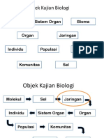 Jaringan Meristem