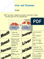 Digestion and Enzymes: Lesson Objectives