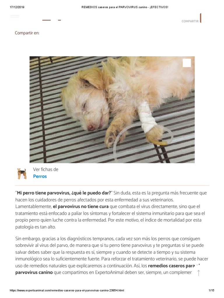 REMEDIOS Caseros para El PARVOVIRUS Canino - ¡EFECTIVOS! PDF | PDF | Perros  | Especialidades Medicas