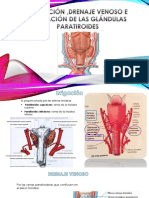 Glandulas Paratiroides
