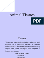 Types of Animal Tissues and Their Functions