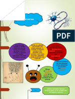 diapositiva de la neurona C y T