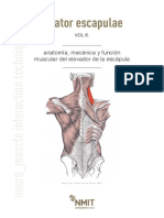 383627707-NMIT-Levator-Escapulae-Musculo-del-mes.pdf