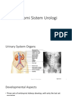 Anatomi Sistem Urologi