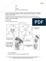 Características-Balsaminaceae