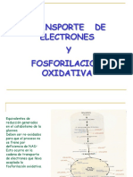 Cadena de Transporte Electronico y Fosforilacion Oxidativa
