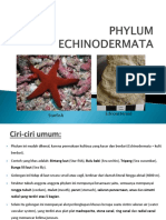 Phylum Ix Echinodermata