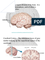 Brain Lobes and Structures