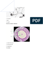 Histologie Repere