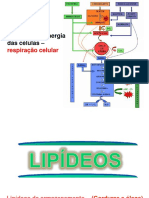 aula-5---oxidacao-acidos-graxos-e-glioxilato-2017