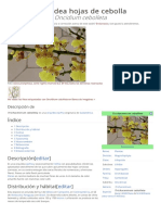 Oncidium Cebolleta PDF