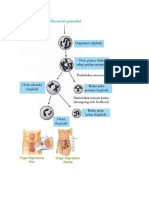 Organ Sistem Reproduksi Wanita