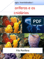 Aula Zoologia - Poríferos e cnidários.pptx