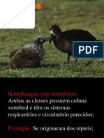 Características das aves