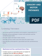 Motor and Sensory Neurons