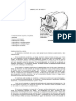 embriología FORMACIÓN DE LA BOCA