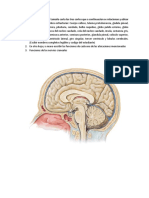 Ubicacion Estructuras Del Cerebro